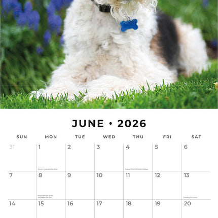 Wire Fox Terriers 2026 Premium Square Wall Calendar