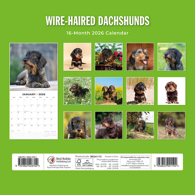 Wire Haired Dachshunds 2026 Premium Square Wall Calendar