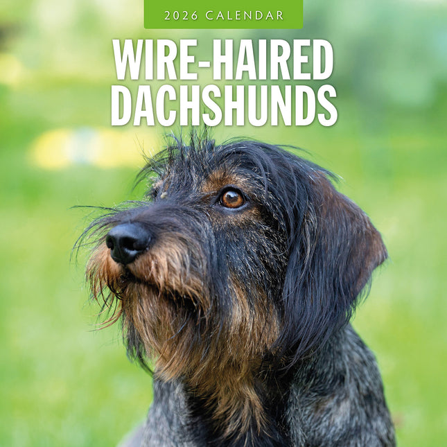 Wire Haired Dachshunds 2026 Premium Square Wall Calendar