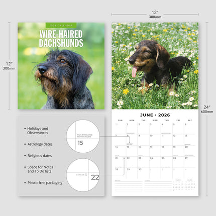 Wire Haired Dachshunds 2026 Premium Square Wall Calendar