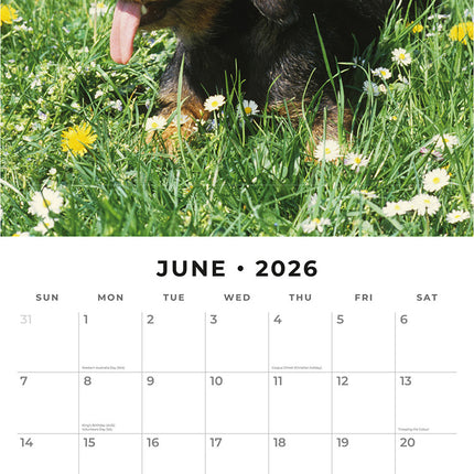 Wire Haired Dachshunds 2026 Premium Square Wall Calendar