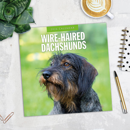 Wire Haired Dachshunds 2026 Premium Square Wall Calendar