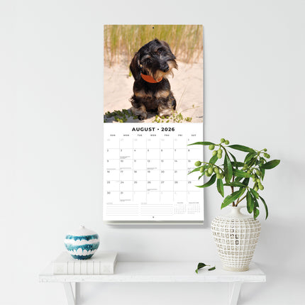 Wire Haired Dachshunds 2026 Premium Square Wall Calendar