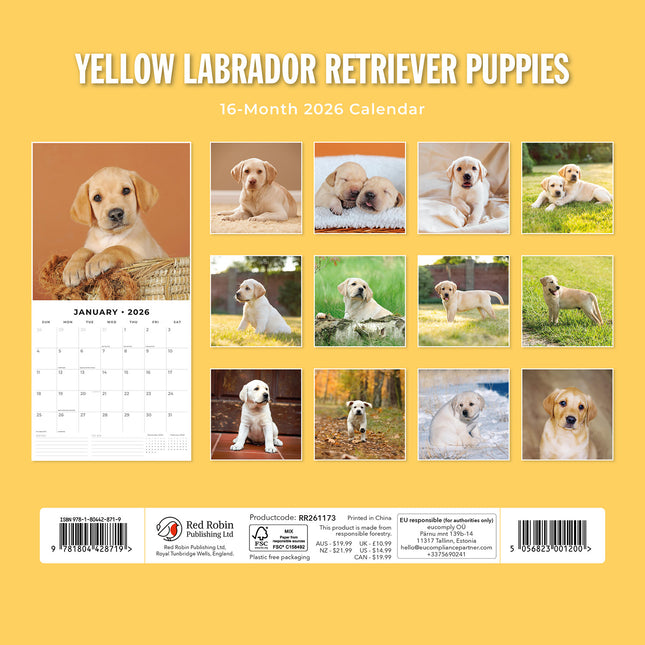 Yellow Labrador Retriever Puppies 2026 Premium Square Wall Calendar
