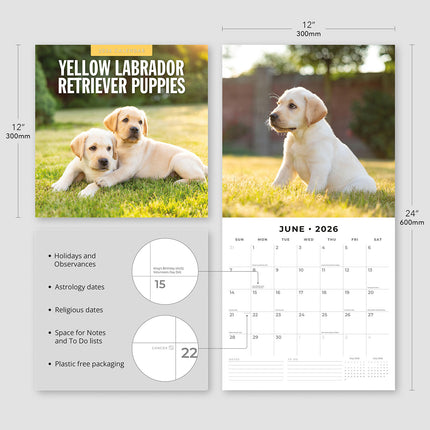 Yellow Labrador Retriever Puppies 2026 Premium Square Wall Calendar