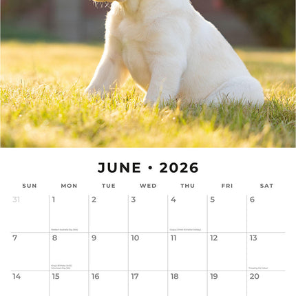 Yellow Labrador Retriever Puppies 2026 Premium Square Wall Calendar