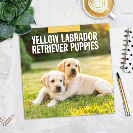 Yellow Labrador Retriever Puppies 2026 Premium Square Wall Calendar