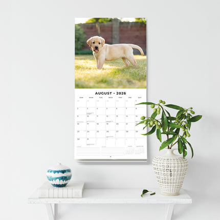 Yellow Labrador Retriever Puppies 2026 Premium Square Wall Calendar