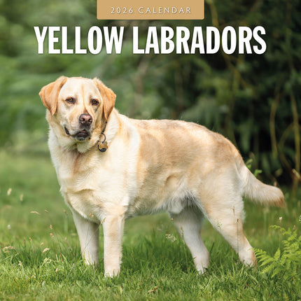 Yellow Labrador 2026 Premium Square Wall Calendar