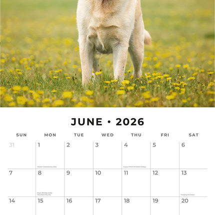 Yellow Labrador 2026 Premium Square Wall Calendar