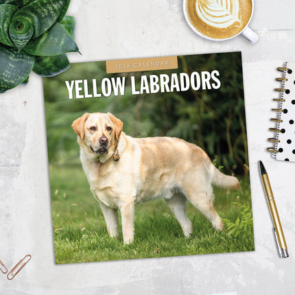 Yellow Labrador 2026 Premium Square Wall Calendar