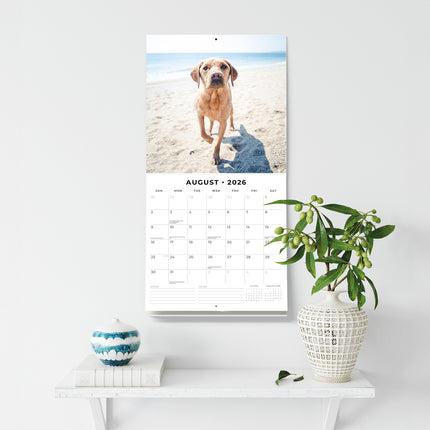 Yellow Labrador 2026 Premium Square Wall Calendar