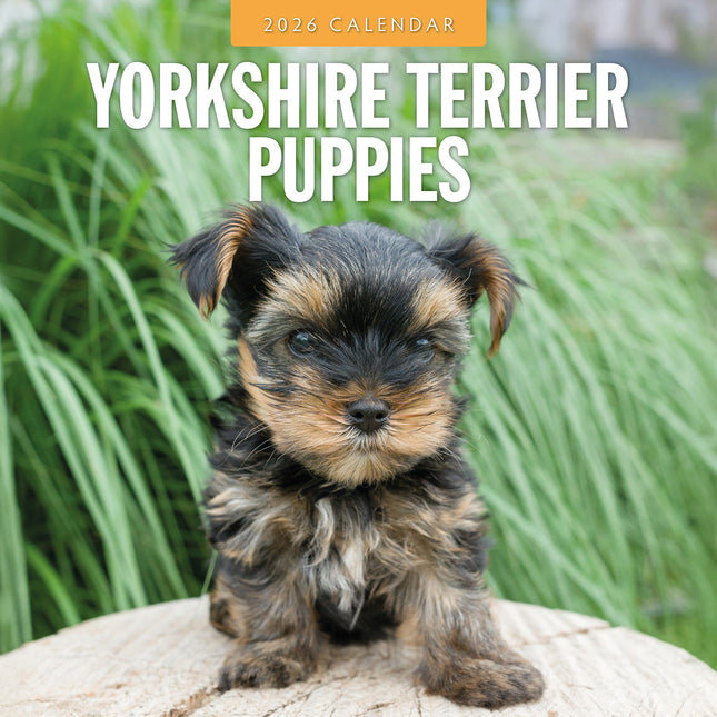Yorkshire Terrier Puppies 2026 Premium Square Wall Calendar
