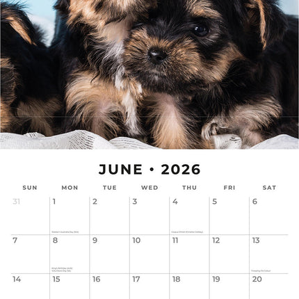 Yorkshire Terrier Puppies 2026 Premium Square Wall Calendar