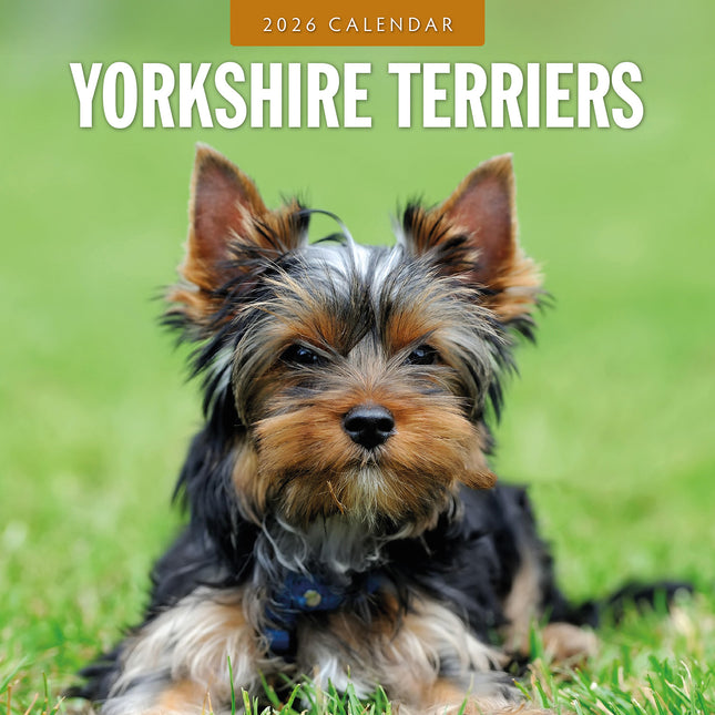 Yorkshire Terriers 2026 Premium Square Wall Calendar