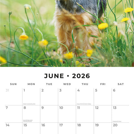 Yorkshire Terriers 2026 Premium Square Wall Calendar