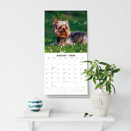 Yorkshire Terriers 2026 Premium Square Wall Calendar