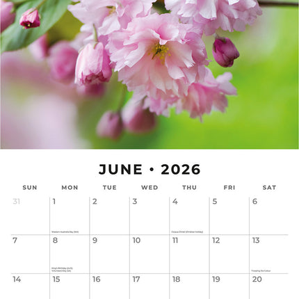 Cherry Blossom 2026 Premium Square Wall Calendar