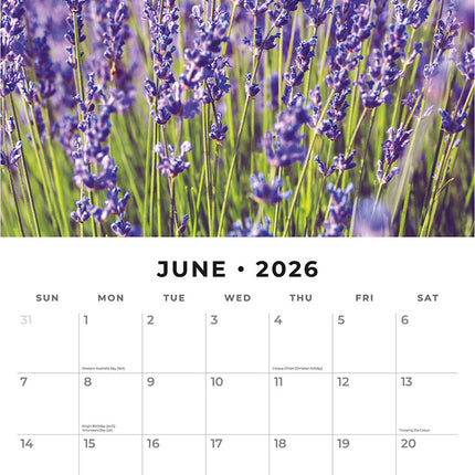 Lavender 2026 Premium Square Wall Calendar