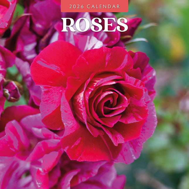 Roses 2026 Premium Square Wall Calendar