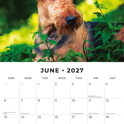 Airedale Terriers 2027 square wall calendar - monthly calendar spread
