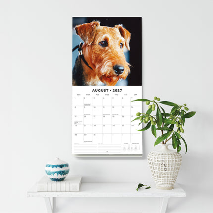 Airedale Terriers 2027 square wall calendar - wall display
