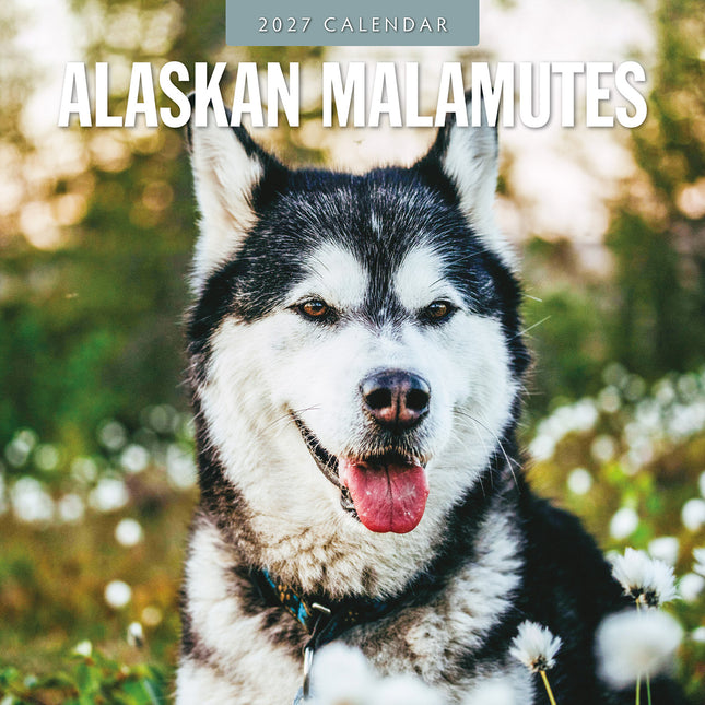 Alaskan Malamutes 2027 square wall calendar - front cover