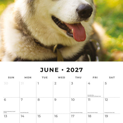 Alaskan Malamutes 2027 square wall calendar - monthly calendar spread