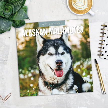 Alaskan Malamutes 2027 square wall calendar - image detail