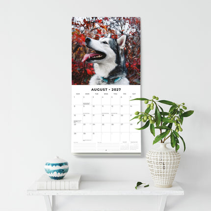 Alaskan Malamutes 2027 square wall calendar - wall display