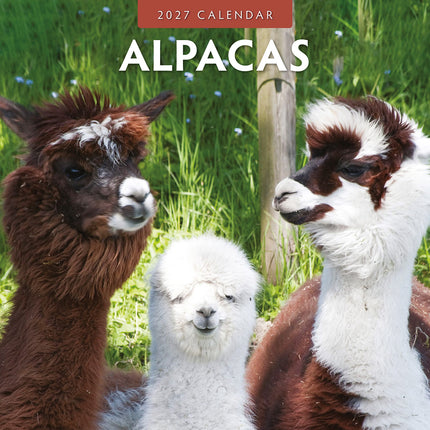 Alpacas 2027 square wall calendar - front cover