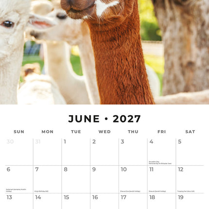 Alpacas 2027 square wall calendar - monthly calendar spread