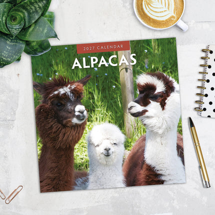 Alpacas 2027 square wall calendar - image detail