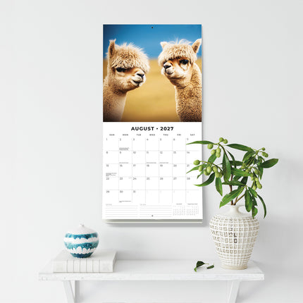 Alpacas 2027 square wall calendar - wall display
