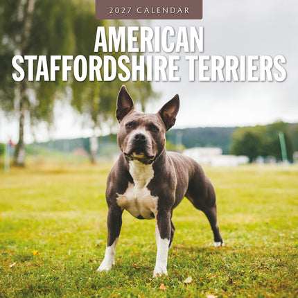 American Staffordshire Terriers 2027 square wall calendar - front cover