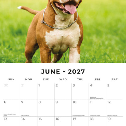 American Staffordshire Terriers 2027 square wall calendar - monthly calendar spread