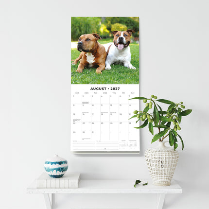 American Staffordshire Terriers 2027 square wall calendar - wall display