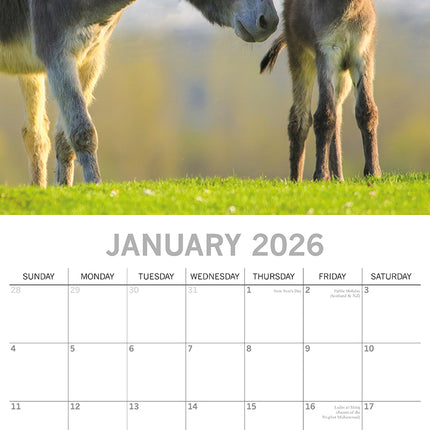 Baby Animals - 2026 Square Wall Calendar Pets Animals 16 Months Premium Planner