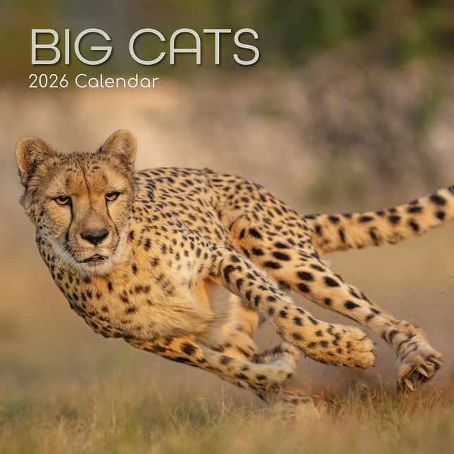Big Cats - 2026 Square Wall Calendar Pets Animals 16 Months Premium Planner Gift