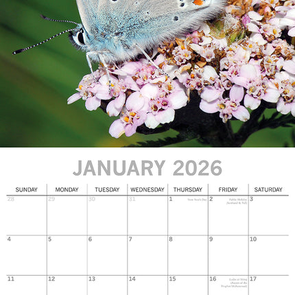 Butterflies - 2026 Square Wall Calendar Pets Animals 16 Months Premium Planner