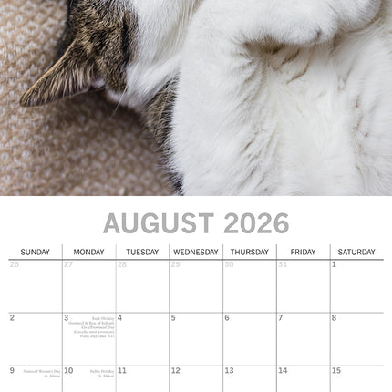 Cat Naps 2026 Rectangle Wall Calendar