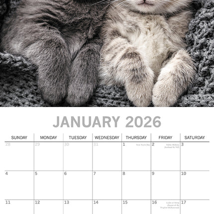 Cat Naps 2026 Rectangle Wall Calendar