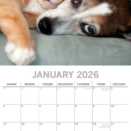 Cats & Dogs - 2026 Square Wall Calendar Pets Animals 16 Months Premium Planner