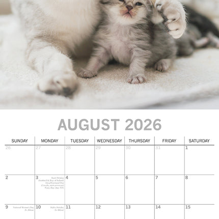 Cats & Kittens 2026 Square Wall Calendar Pets Animals 16 Months Premium Planner