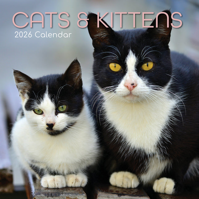 Cats & Kittens 2026 Square Wall Calendar Pets Animals 16 Months Premium Planner