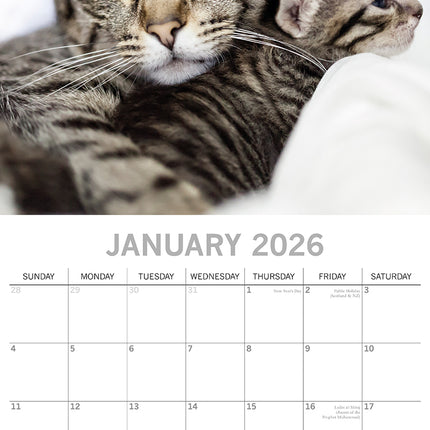 Cats & Kittens 2026 Square Wall Calendar Pets Animals 16 Months Premium Planner
