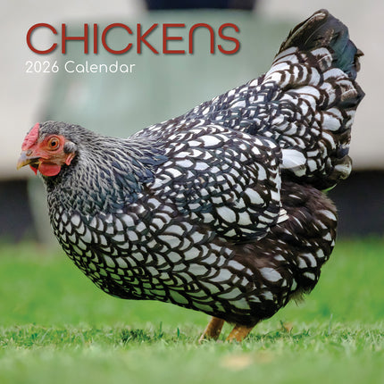 Chickens - 2026 Square Wall Calendar Pets Animals 16 Months Premium Planner Gift