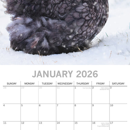 Chickens - 2026 Square Wall Calendar Pets Animals 16 Months Premium Planner Gift