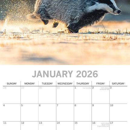 Country Wildlife 2026 Square Wall Calendar Pets Animals 16 Month Premium Planner
