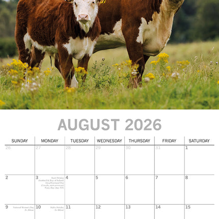 Cows - 2026 Square Wall Calendar Pets Animals 16 Months Premium Planner Gift